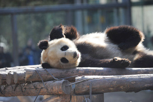 One of the eight pandas plays in Beijing Zoo before getting back to their home in southwest China's Sichuan Province on Sunday, on March 22, 2009. 
