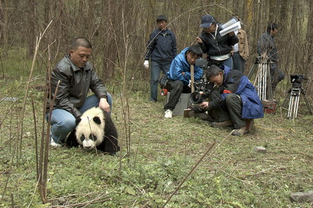 Pandering to every whim - a real panda movie!