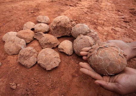 A construction worker shows the dinosaur egg fossils at a construction site in Nankang, east China's Jiangxi Province, on May 7, 2009. Some 22 round dinosaur egg fossils, with the diameter of 10-12 centimeters, were found here recently.