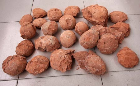 Photo taken on May 7, 2009 shows dinosaur egg fossils found at a construction site in Nankang, east China's Jiangxi Province. Some 22 round dinosaur egg fossils, with the diameter of 10-12 centimeters, were found here recently.