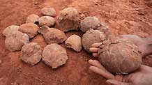 A construction worker shows the dinosaur egg fossils at a construction site in Nankang, east China's Jiangxi Province, on May 7, 2009. Some 22 round dinosaur egg fossils, with the diameter of 10-12 centimeters, were found here recently.