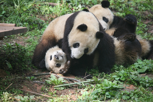 Photo taken on April 28 shows three of the last six pandas to be transferred to Bifengxia from Wolong. They are playing happily in the Leopard Mountain. [China.org.cn] 