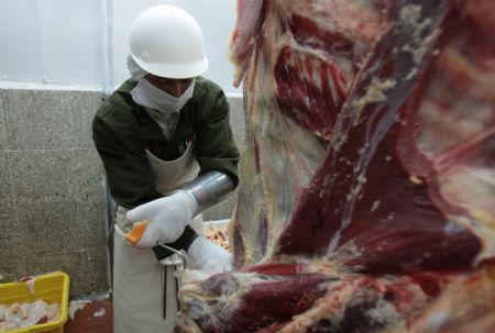 Staff-members from Venezuelan Health Ministry inspect the pork to be exported to Venezuela in Managua, capital of Nicaragua, on May 13, 2009. A special inspection and quarantine team sent by Venezuelan Health Ministry arrived in Managua on Wednesday to start the inspection task on pork to be exported to Venezuela.