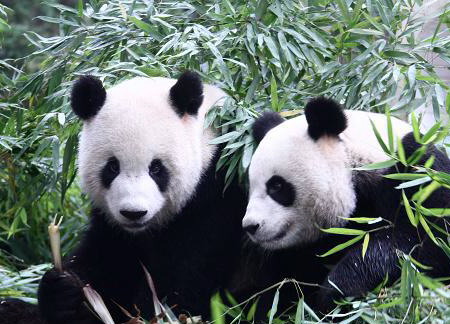 This undated file photo shows two pandas playing in Bifengxia Giant Panda Base in Ya'an City, southwest China's Sichuan Province. 