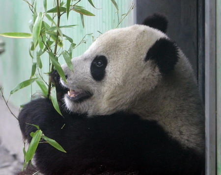 In this undated file photo, a giant panda is eating bamboo leaves at the temporary resettlement area in Wolong, southwest China's Sichuan Province.