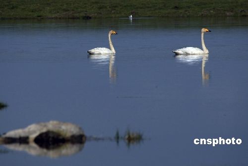 Photo taken in early June shows two swans on Swan Lake. Around it a wire fence about 4,000-kilometers long encloses more than 0.33 million hectares of grassland, where no cattle or sheep can be found. It is hence known as a paradise for thousands of swans.