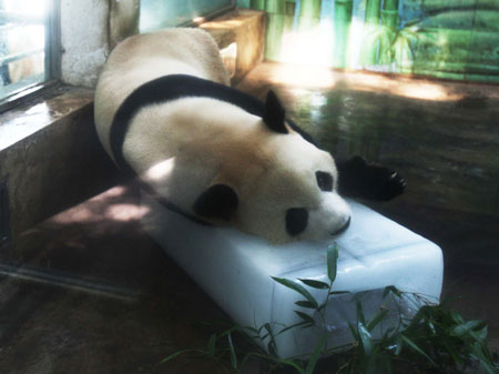 A giant panda lies on an ice block to cool itself at the Wuhan Zoo in Wuhan, capital of central China's Hubei Province, on June 15, 2009. The zoo used lots of ice to adjust temperature for animals on Monday when the highest temperature surpassed 35 degrees centigrade.
