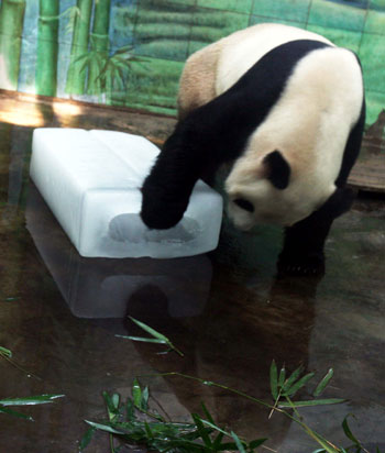 A giant panda plays with an ice block to cool itself at the Wuhan Zoo in Wuhan, capital of central China's Hubei Province, on June 15, 2009. 
