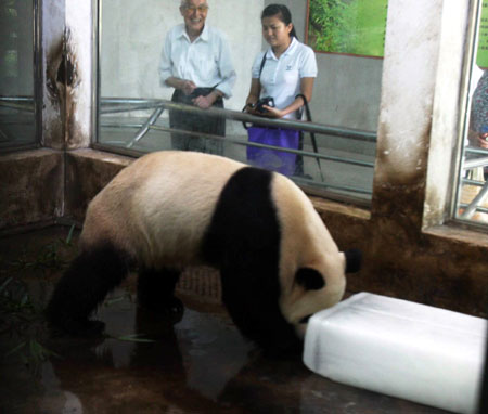 A giant panda plays with an ice block to cool itself at the Wuhan Zoo in Wuhan, capital of central China's Hubei Province, on June 15, 2009.