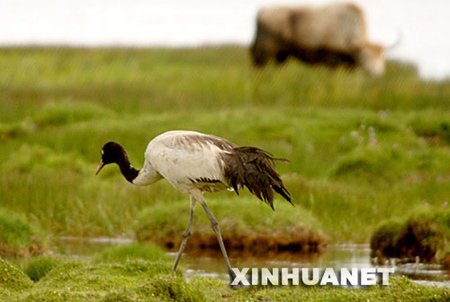 Photo taken on July 24, 2008 shows a black-necked crane and a yak foraging on a wetland in the Longbaotan National Nature Reserve, the biggest bird reserve in the key area of Sanjiangyuan. It has an altitude of 4,260 m above sea level.