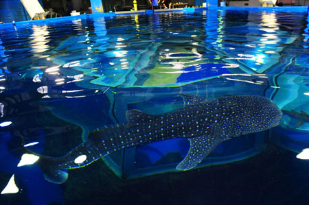 A whale shark swims in the Pole Aquarium of the Dalian Laohutan Ocean Park in Dalian of northeast China's Liaoning Province, on June 18, 2009. The 4.24-meter-long female whale shark, one of the first batch of its kind imported by Chinese mainland, arrived at the Pole Aquarium on June 17. 