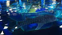 A whale shark swims in the Pole Aquarium of the Dalian Laohutan Ocean Park in Dalian of northeast China's Liaoning Province, on June 18, 2009. The 4.24-meter-long female whale shark, one of the first batch of its kind imported by Chinese mainland, arrived at the Pole Aquarium on June 17.