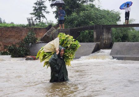 Fan Guangrong, a villager of Tongjiang Village, carring packed flue-cured tobacco, walks across a river as the bridge is damaged by the flood in Le'an County of east China's Jiangxi Province, on July 2, 2009. A storm hit Le'an County from Wednesday to Thursday.