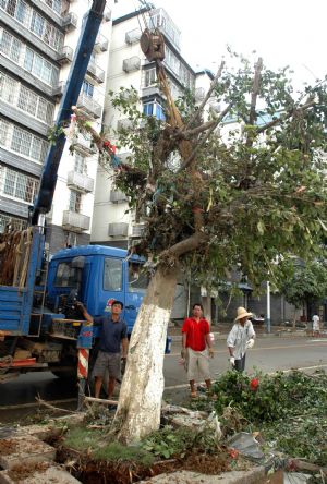 The gardeners replant the street trees along the Liujiang River after the flood receded in Liuzhou City of southwest China's Guangxi Zhuang Autonomous Region, on July 7, 2009. The flood passing through Liujiang River receded on July 6 and local people began to clean the city and restore the basic facilities.