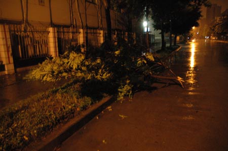 Photo taken at about 4:30 AM Beijing Time on July 19, 2009 shows a broken tree in the rainstorm on a street in downtown Shenzhen City, south China's Guangdong Province.