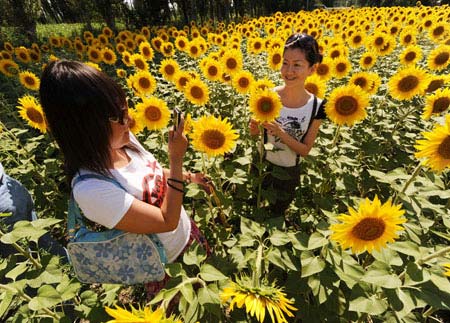 Tourists enjoy the blossoming sunflowers on the outskirts of Yining, northwest China's Xinjiang Uygur Autonomous Region, on July 18, 2009. The sunflowers in full bloom in Yili have attracted a number of tourists and photographers recently.