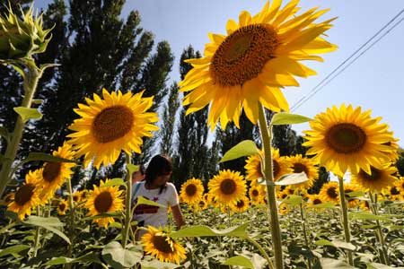 Tourists enjoy the blossoming sunflowers on the outskirts of Yining, northwest China's Xinjiang Uygur Autonomous Region, on July 18, 2009.