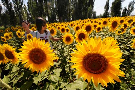 Tourists enjoy the blossoming sunflowers on the outskirts of Yining, northwest China's Xinjiang Uygur Autonomous Region, on July 18, 2009.