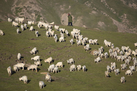 Sheep chew grass in a summer pasture in Wensu County of northwest China's Xinjiang Uygur Autonomous Region, July 20, 2009. (Xinhua/Cai Yang) 