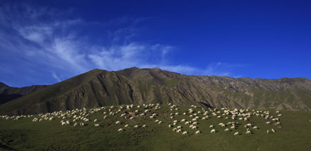 Sheep chew grass in a summer pasture in Wensu County of northwest China's Xinjiang Uygur Autonomous Region, July 20, 2009. (Xinhua/Cai Yang) 