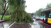 Vehicles queue up to pass by a tree broken by strong wind in a heavy rainfall as the traffic is blocked on a road in Beijing, capital of China, on July 22, 2009. A heavy rainfall hit China's capital city on Wednesday evening.