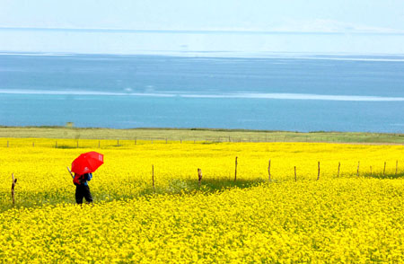 A tourist walks in a cole field beside the Qinghai Lake in northwest China's Qinghai Province, on July 21, 2009. As the boom season for tourism began, more and more tourists arrived here to enjoy the natural scenery.