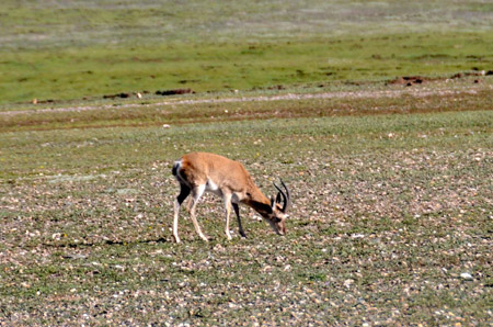 A Tibetan antelope is seen at a plateau grassland in Qumarleb county, west China's Qinghai Province on July 27, 2009.