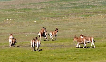A group of Tibetan kiangs are seen at a plateau grassland in Qumarleb county, west China's Qinghai Province on July 27, 2009. 