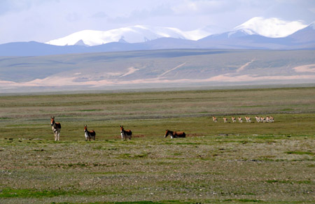 A group of Tibetan kiangs are seen at a plateau grassland in Qumarleb county, west China's Qinghai Province on July 27, 2009.
