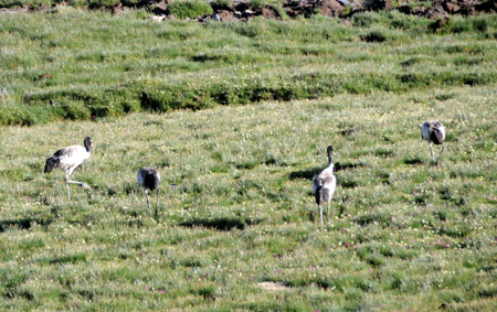 Black-necked cranes are seen at a plateau grassland in Qumarleb county, west China's Qinghai Province on July 27, 2009.