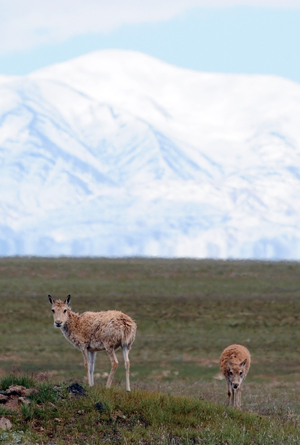 Tibetan antelopes under state grade 1 protection are seen at a plateau grassland in Hol Xil Nature Reserve, northwest China's Qinghai Province, on July 30, 2009.