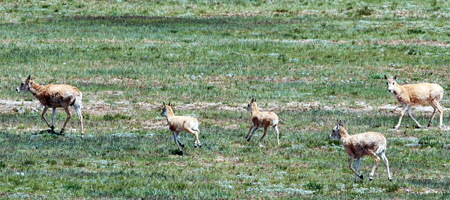 Tibetan antelopes under state grade 1 protection run at a plateau grassland in Hol Xil Nature Reserve, northwest China's Qinghai Province, on July 30, 2009. 