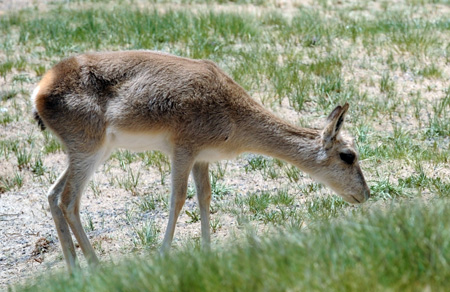 A Tibetan antelope under state grade 1 protection is seen at a plateau grassland in Hol Xil Nature Reserve, northwest China's Qinghai Province, on July 30, 2009.