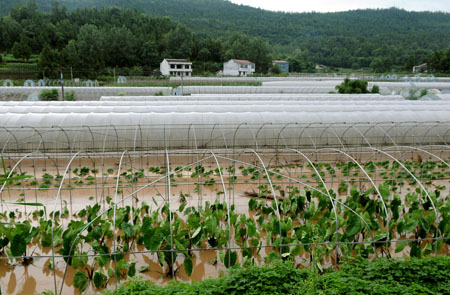 Greenhouses for vegetables were in flood in Changlin township of Xichong county, southwest China's Sichuan Province, on August 1, 2009. Xichong county had been suffering from rainstorm since Friday, which had damaged crops and vegetables badly.