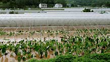 Greenhouses for vegetables were in flood in Changlin township of Xichong county, southwest China's Sichuan Province, on August 1, 2009. Xichong county had been suffering from rainstorm since Friday, which had damaged crops and vegetables badly.