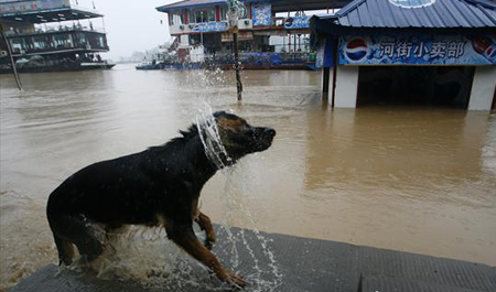 A dog plays on a flooded street after a rainstorm in Ciqikou town of Chongqing in southwest China, on August 3, 2009. In the next 10 days, the heat weave will continue in most parts of south China while rainstorms will hit the northeast, said Chen Zhenlin, a spokesman for the China Meteorological Administration (CDA).