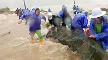 People save cultured mudskippers at Hongshan Village in Xiapu County, southeast China's Fujian Province, on August 9, 2009. Typhoon 'Morakot' landed in Fujian Province on Sunday afternoon.