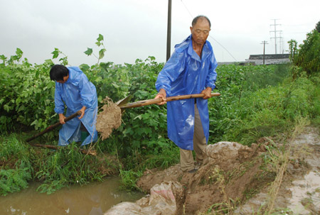 A couple of villagers make barrel-drain for their cotton plants at Donghui Village of Taizhou, east China's Zhejiang Province, on August 10, 2009. The local government organized the people in the typhoon-stricken area to rebuild their homes on monday right after the Typhoon faded away.