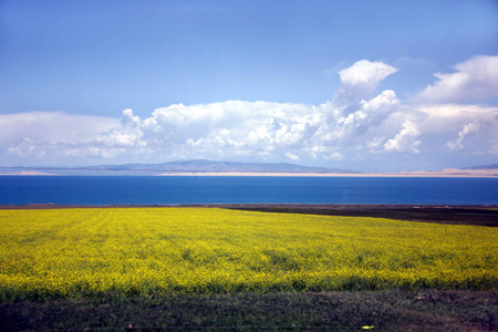 Photo taken on August 13, 2009 shows the rape flowers field by the Qinghai Lake, about 150 kilometers west of Xining, capital of northwest China's Qinghai Province