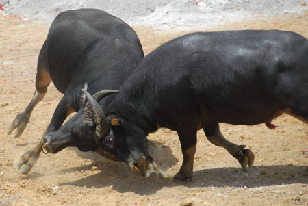 Two bulls fight against each other during the bull-fighting season organized by local Chinese villagers of Miao ethnic group at Gaotang Township near Guiyang, capital city of southwest China's Guizhou Province, on August 22, 2009.