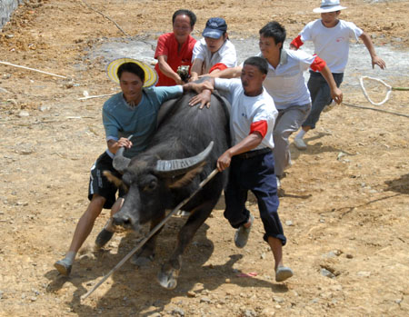 People try to control a bull during the bull-fighting season organized by local Chinese villagers of Miao ethnic group at Gaotang Township near Guiyang, capital city of southwest China's Guizhou Province, on August 22, 2009.