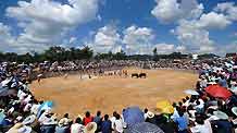 Local people and tourists watch bulls fighting against each other during the bull-fighting season organized by local Chinese villagers of Miao ethnic group at Gaotang Township near Guiyang, capital city of southwest China's Guizhou Province, on August 22, 2009.