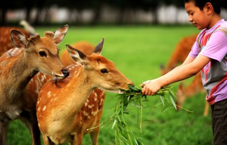 A boy feeds spotted deer at Yinhe Square in Baotou of north China's Inner Mongolia Autonomous Region, on August 20, 2009.