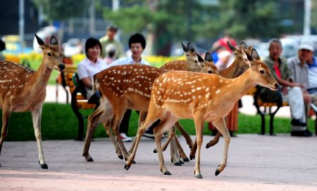 Spotted deer walk in front of visitors at Yinhe Square in Baotou of north China's Inner Mongolia Autonomous Region, on August 20, 2009. 