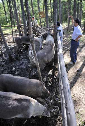 Visitors look at the reindeer fed by Owenke in the Forest Museum in Genhe City of north China's Inner Mongolia Autonomous Region, on Aug. 16, 2009.