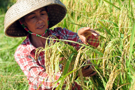 A farmer checks on the progress of her rice crop in Qionghai, Hainan Province. China is thinking about embracing genetically modified rice in a bid to improve the yield and taste of the staple.