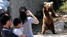 A tourist takes photo of a brown bear in the Forest Wild Zoo in Guiyang, southwest China's Guizhou Province, on August 24, 2009. Several brown bears here usually stand up and wave to tourists for food, which attracts lots of visitors to appreciate their lovely poses.