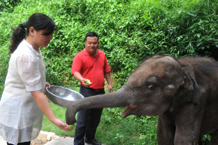 The raiser feeds an apple to the wild Asian elephant 