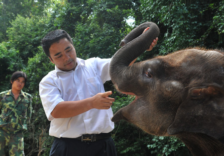 The raiser looks at the new tooth of the wild Asian elephant 