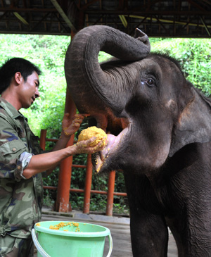 The raiser feeds a wild Asian elephant at the Xishuangbanna Asian elephant breeding base in Dai Autonomous Prefecture of Xishuangbanna, southwest China's Yunnan Province, Aug. 3, 2009.